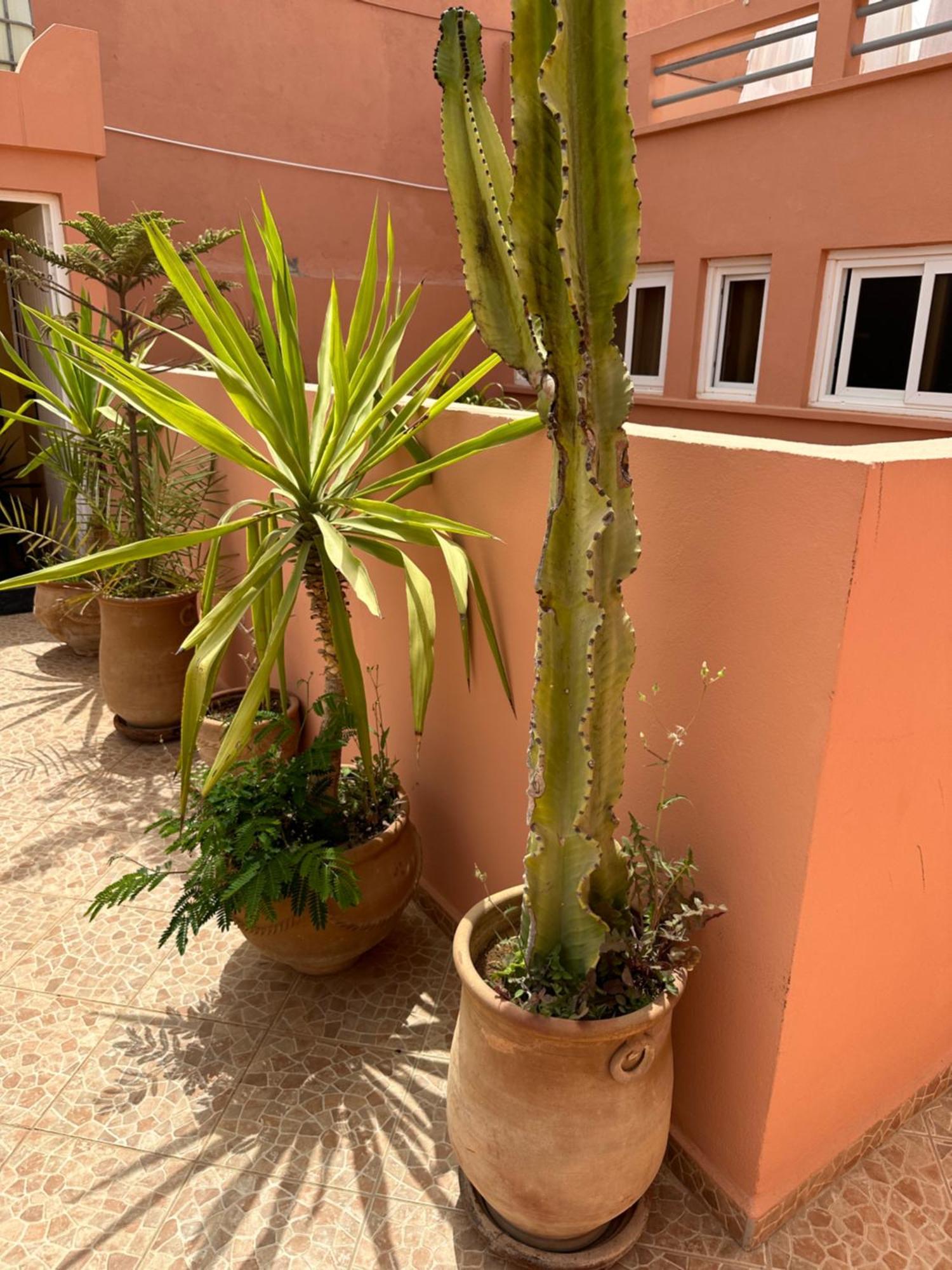 מירלפט Europa Mirlef T Aventur Guest House מראה חיצוני תמונה